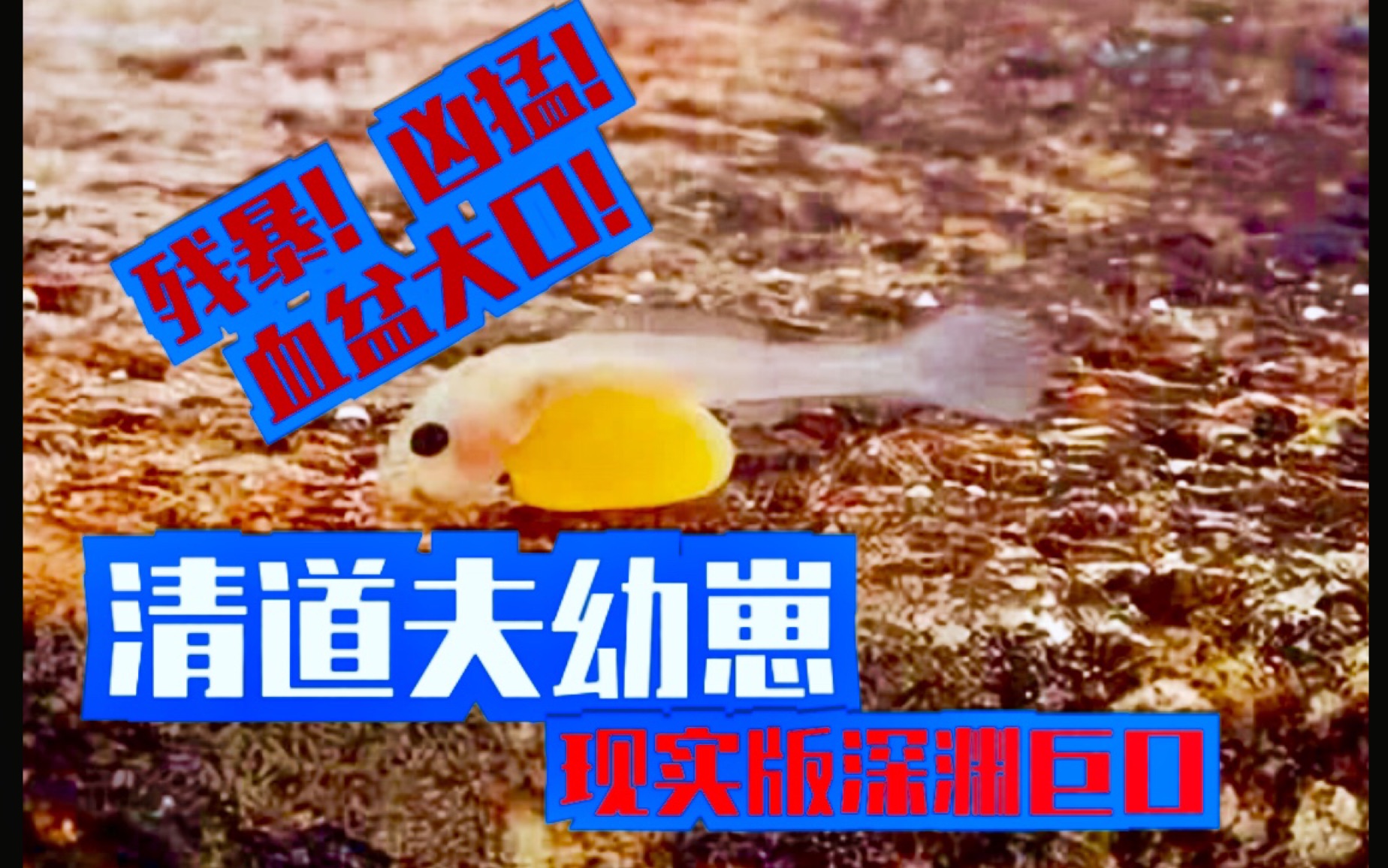 孵出清道夫幼崽物种入侵原因找到了刚孵化就有一只血盆大嘴幼崽微距