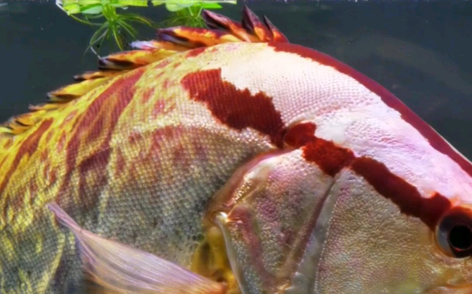 红纹鳜鱼混养图片