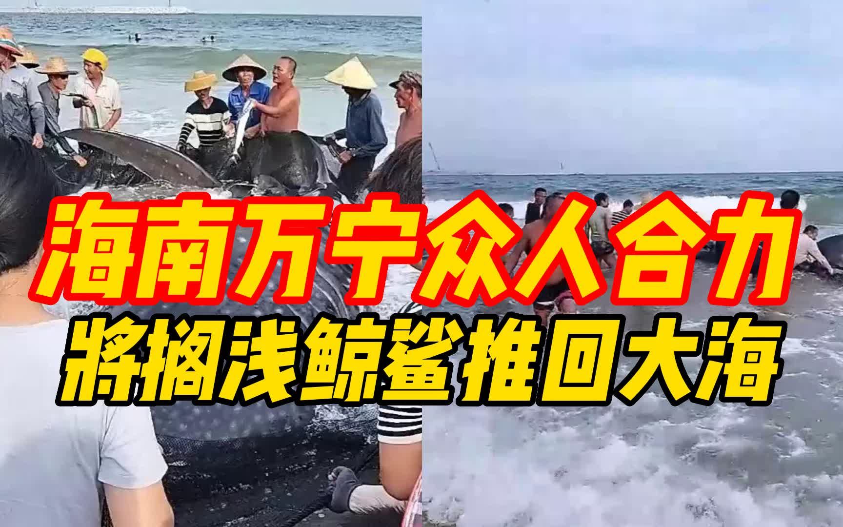 海南万宁众人合力将搁浅鲸鲨推回大海哔哩哔哩bilibili