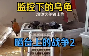 Download Video: 乌龟晒台上的战争2，监控下的乌龟系列