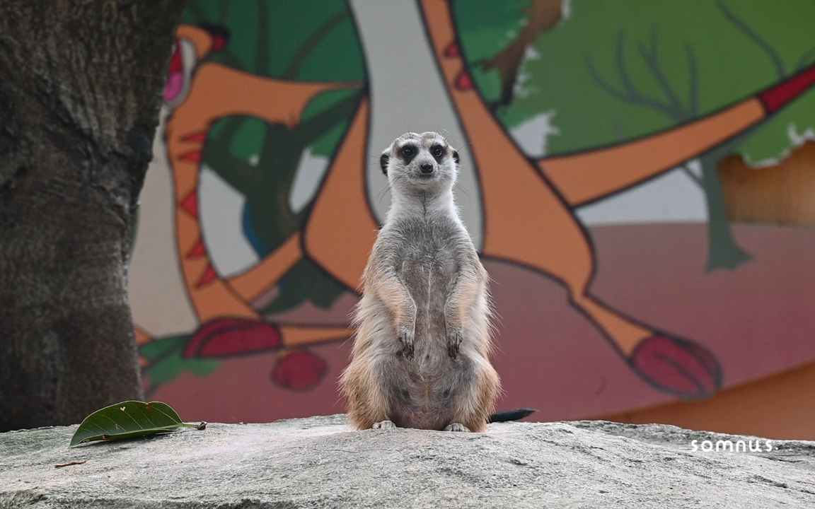 逛动物园日常丁满挺着大肚子站岗放哨太可爱了