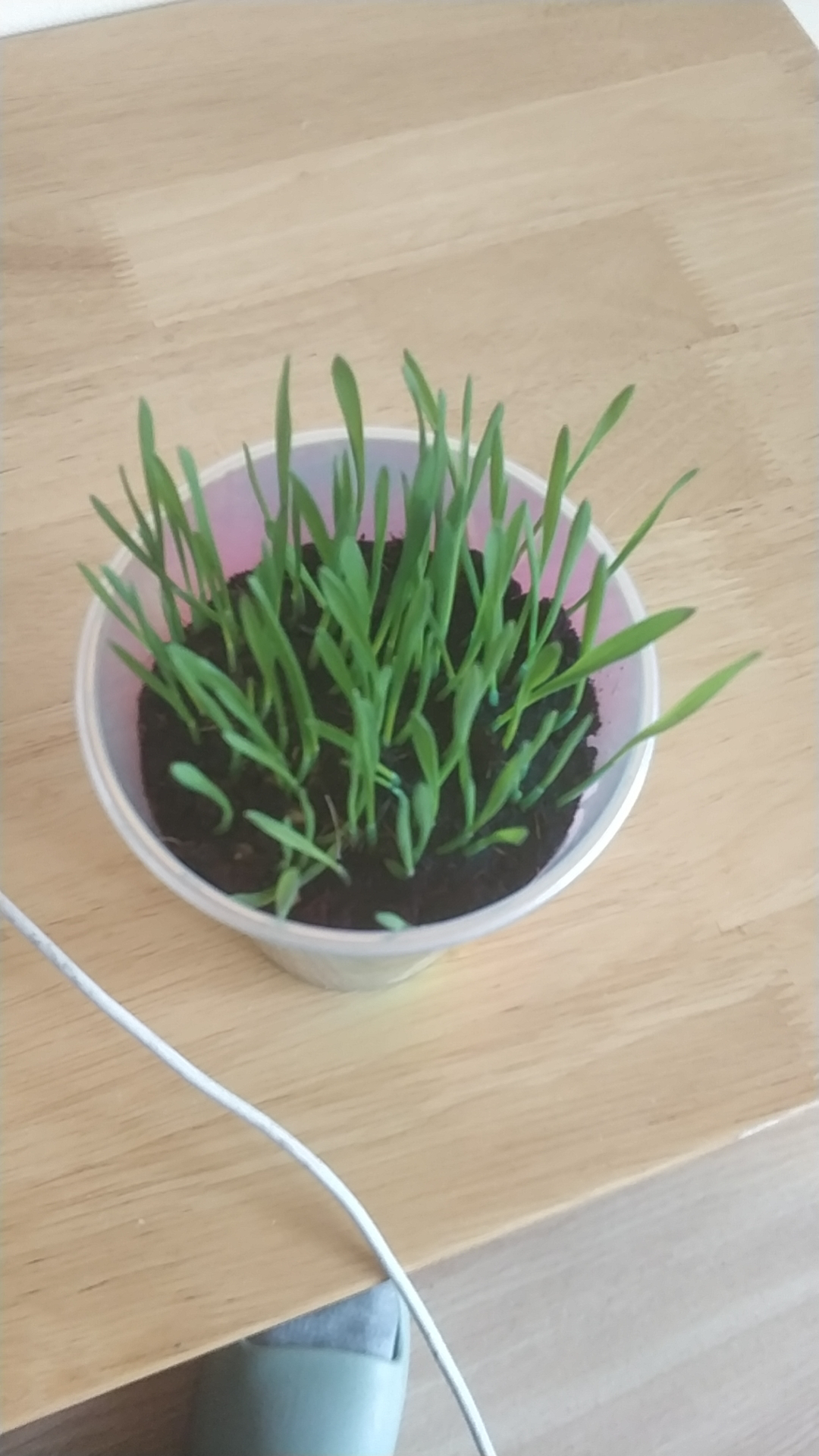 活动作品种的小麦草发芽了