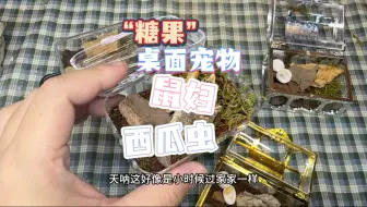 桌面“糖果”小宠物鼠妇、西瓜虫、潮虫！