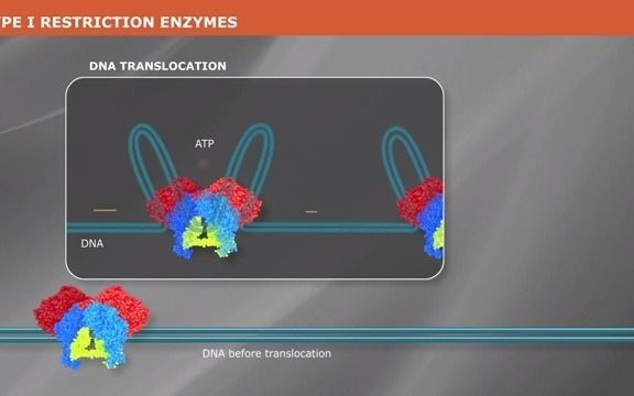 什么是 I 型限制性内切酶?哔哩哔哩bilibili
