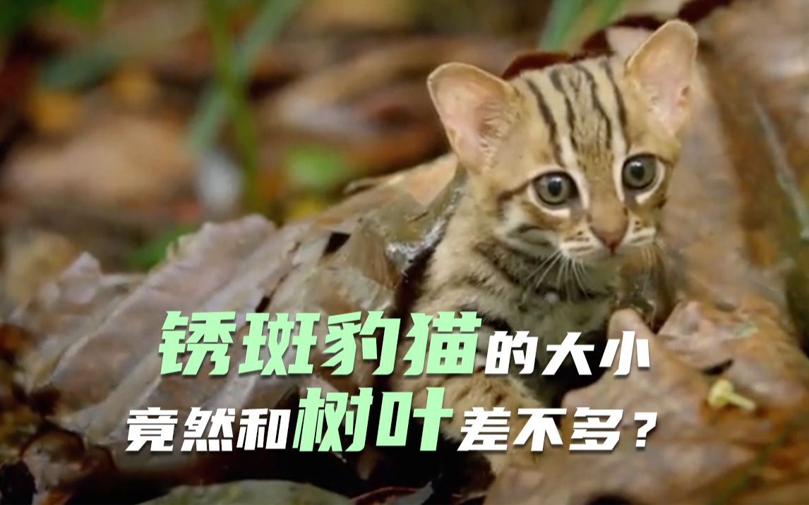 锈斑豹猫的大小竟然和树叶差不多?哔哩哔哩bilibili