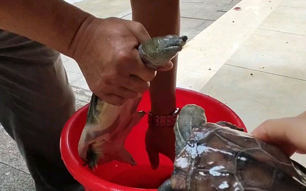 家里龟总喜欢越狱带它去看别人是怎么杀王八的