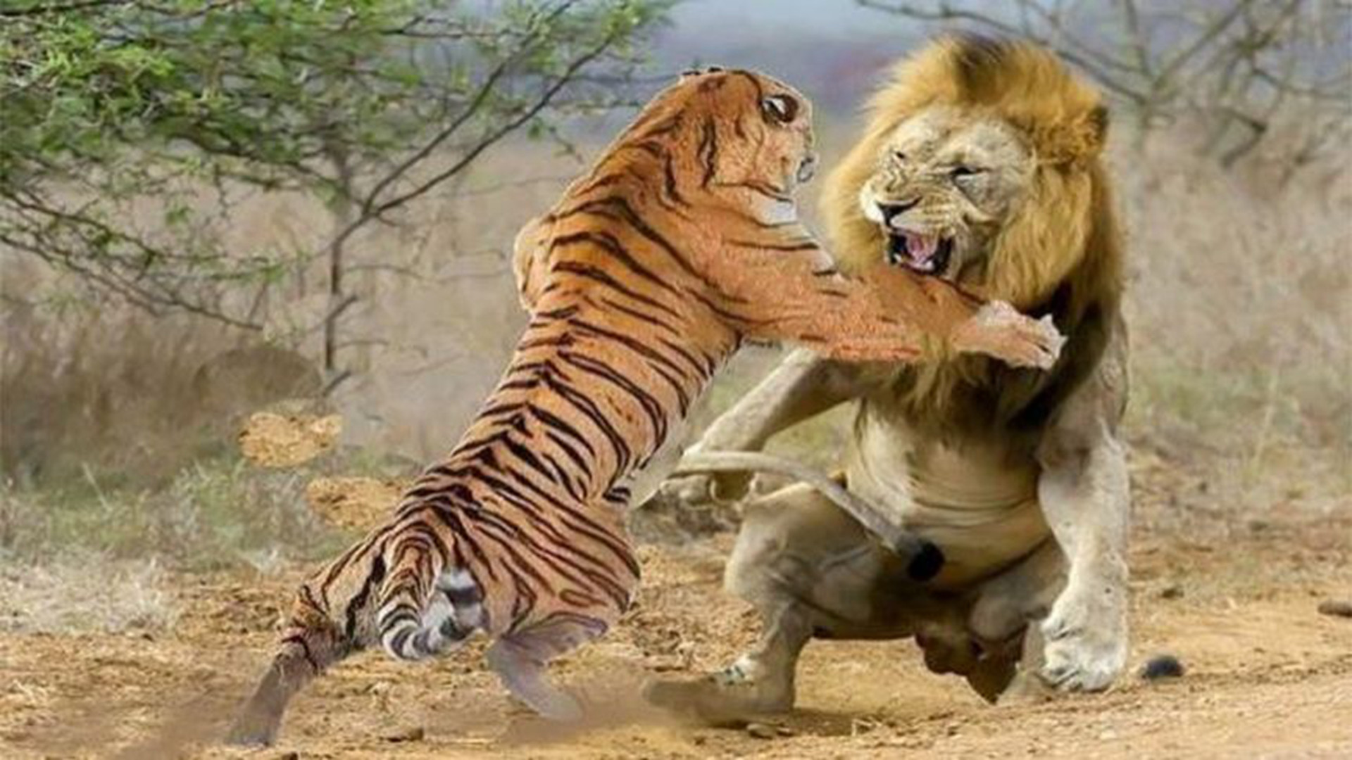 狮子从背后偷袭老虎,激烈大战一触即发,究竟谁才是真王者?