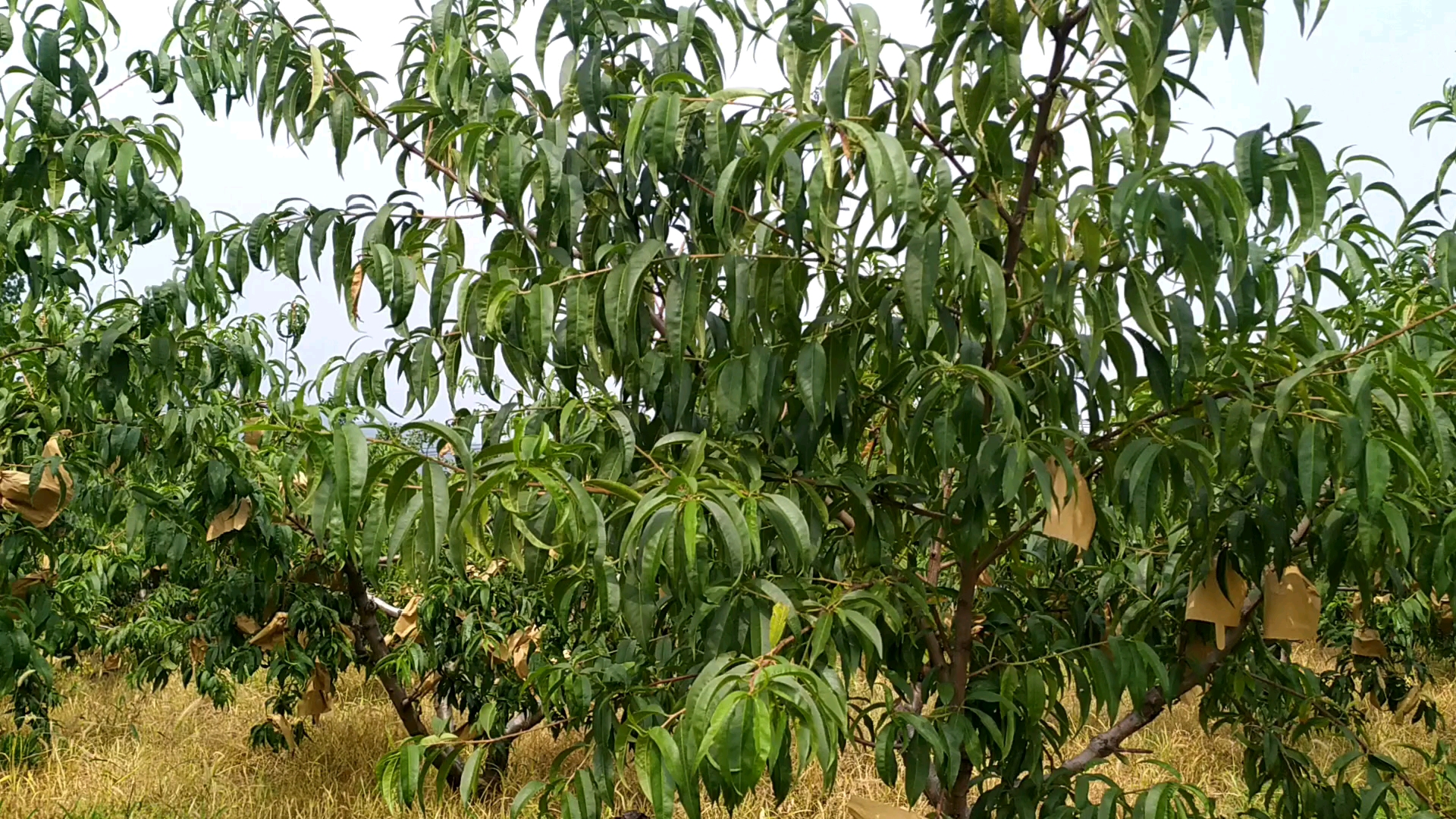 你在想屁吃?这里管够!蒙阴蜜桃基地新鲜蜜桃哔哩哔哩bilibili