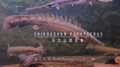 最大型种 黄金恐龙王鱼 尼罗河恐龙王进食 哔哩哔哩 Bilibili