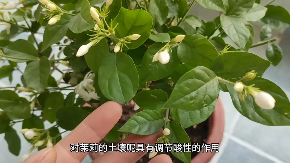 记录茉莉花开过程_哔哩哔哩_bilibili