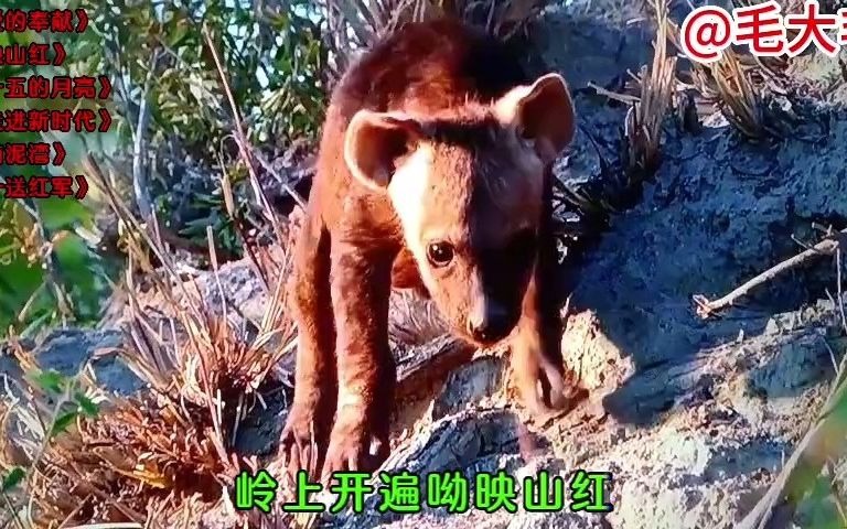 6首经典红军歌曲爱的奉献映山红十五的月亮走进新时代哔哩哔哩bilibili