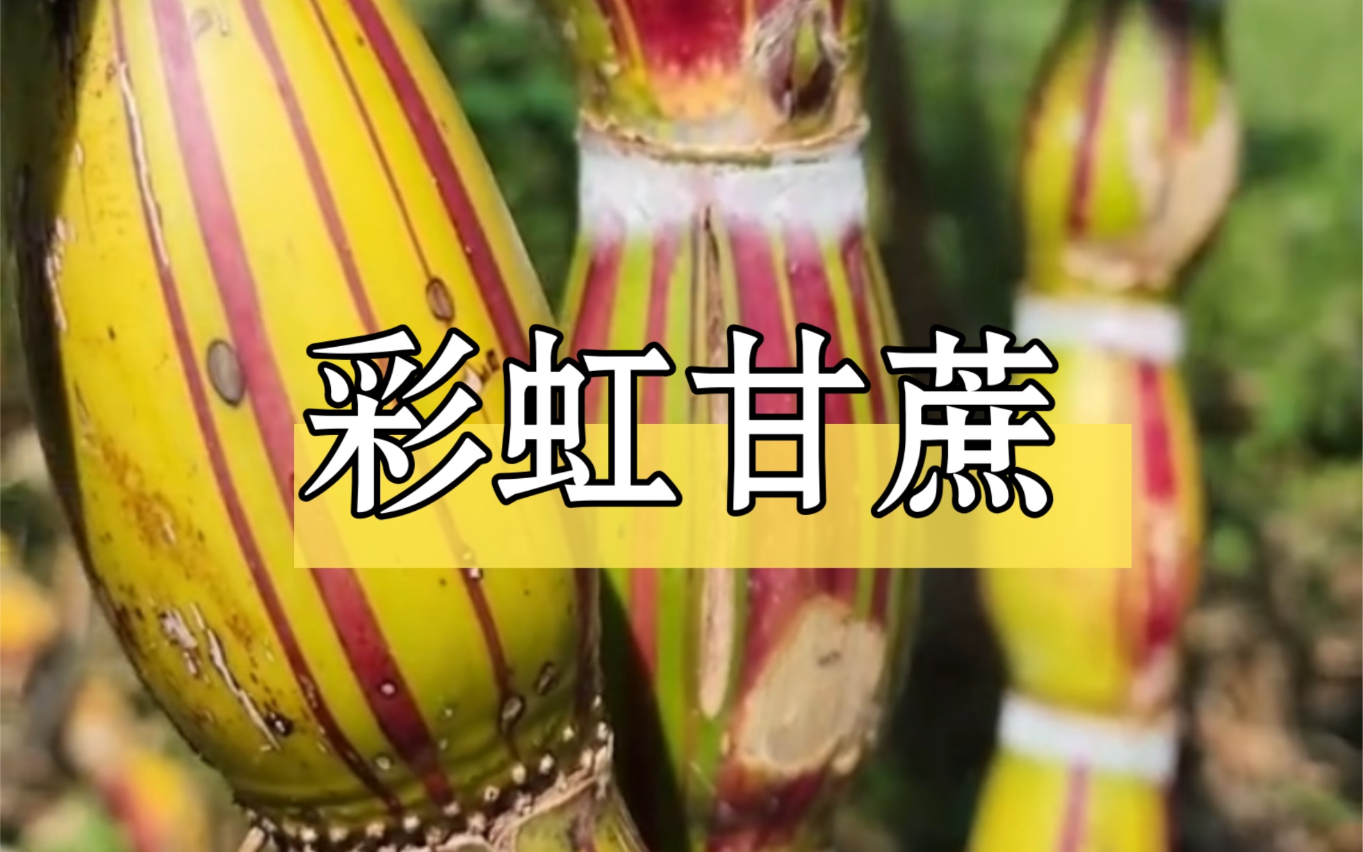 给大家看点喜庆的水果——彩虹甘蔗,祝大家新年红红火火,日子甜甜蜜蜜,节节高.哔哩哔哩bilibili