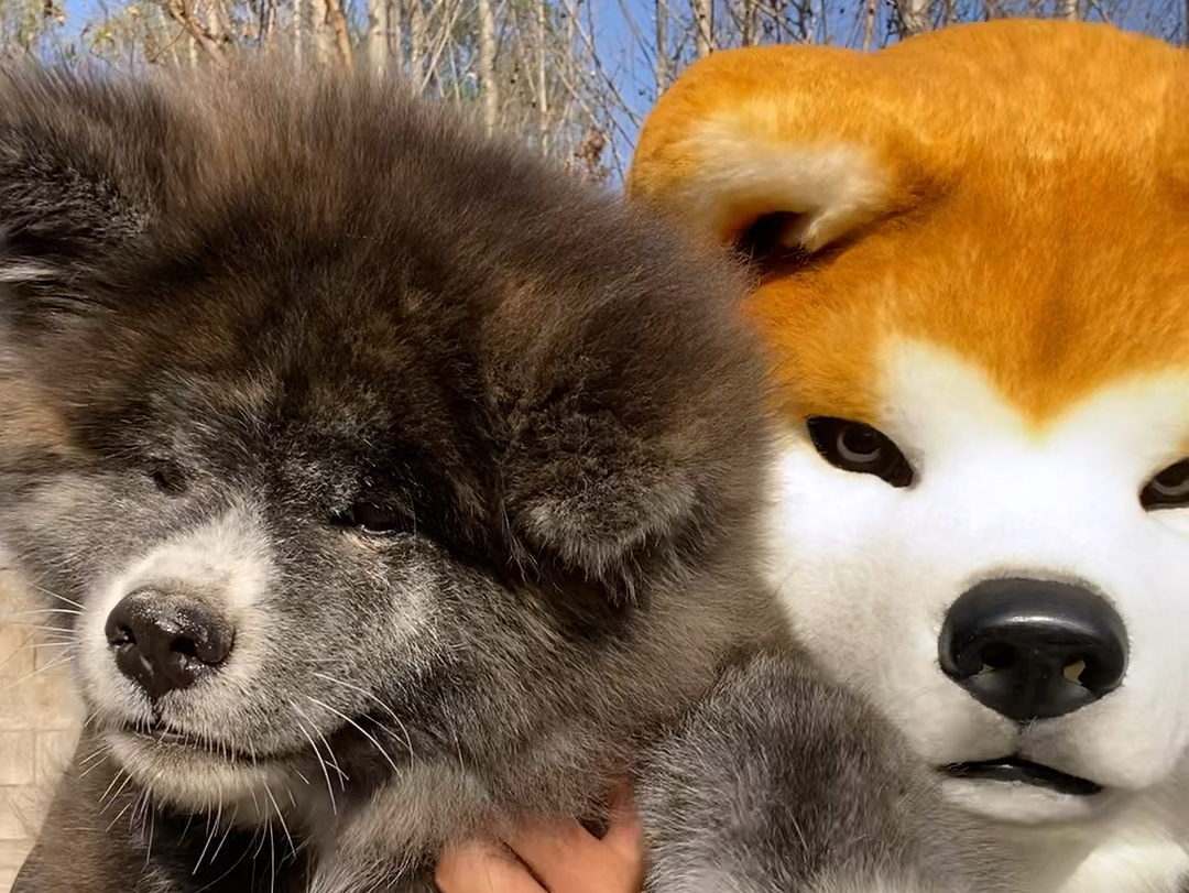 一只长毛虎斑秋田犬,毛摸起来是很舒服的