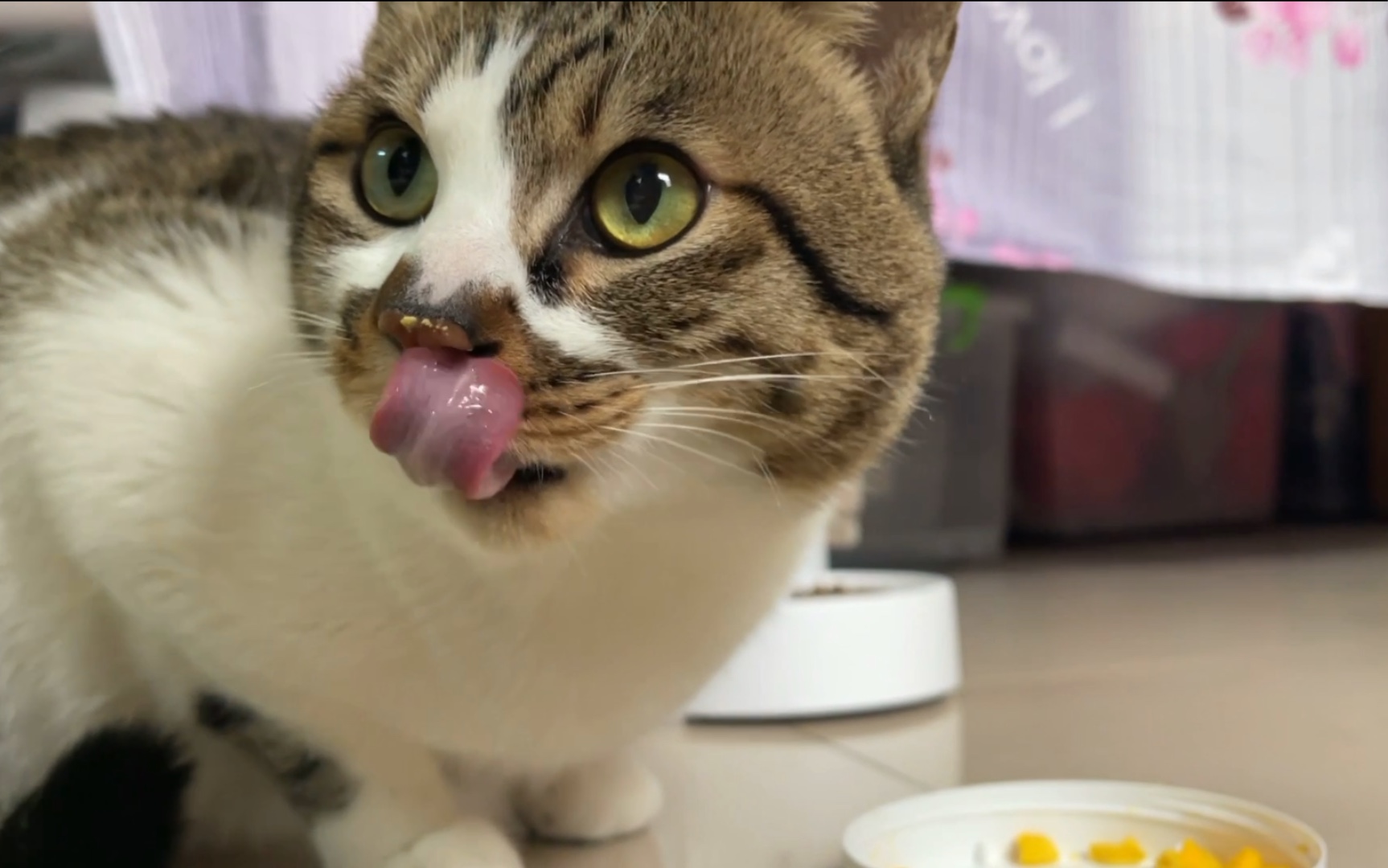 活动  呲溜就是舔不到鼻子上蛋黄