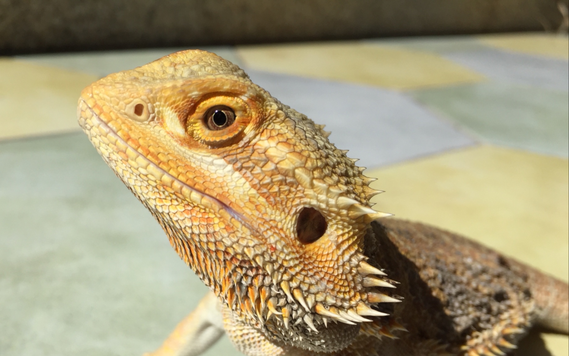 【鬃狮蜥】up成功的举办了一次失败的奔跑吧鬃狮运动会