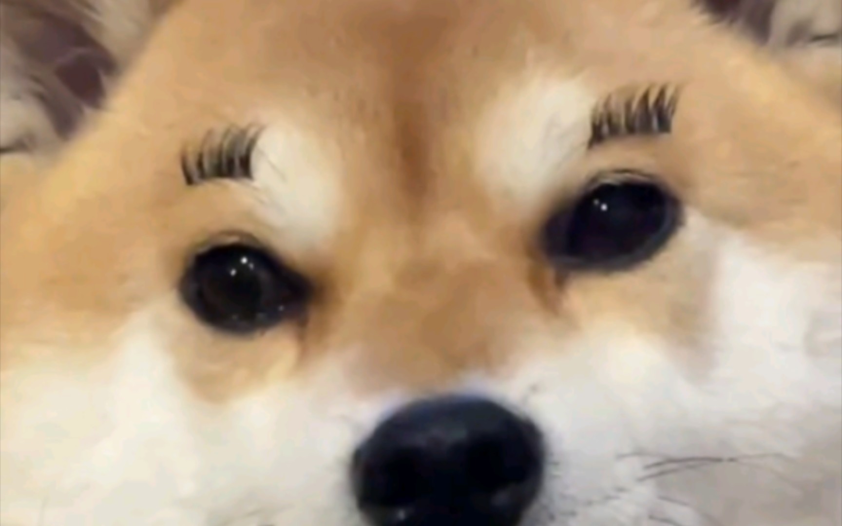 第一贴假睫毛,让我感到无比恶心