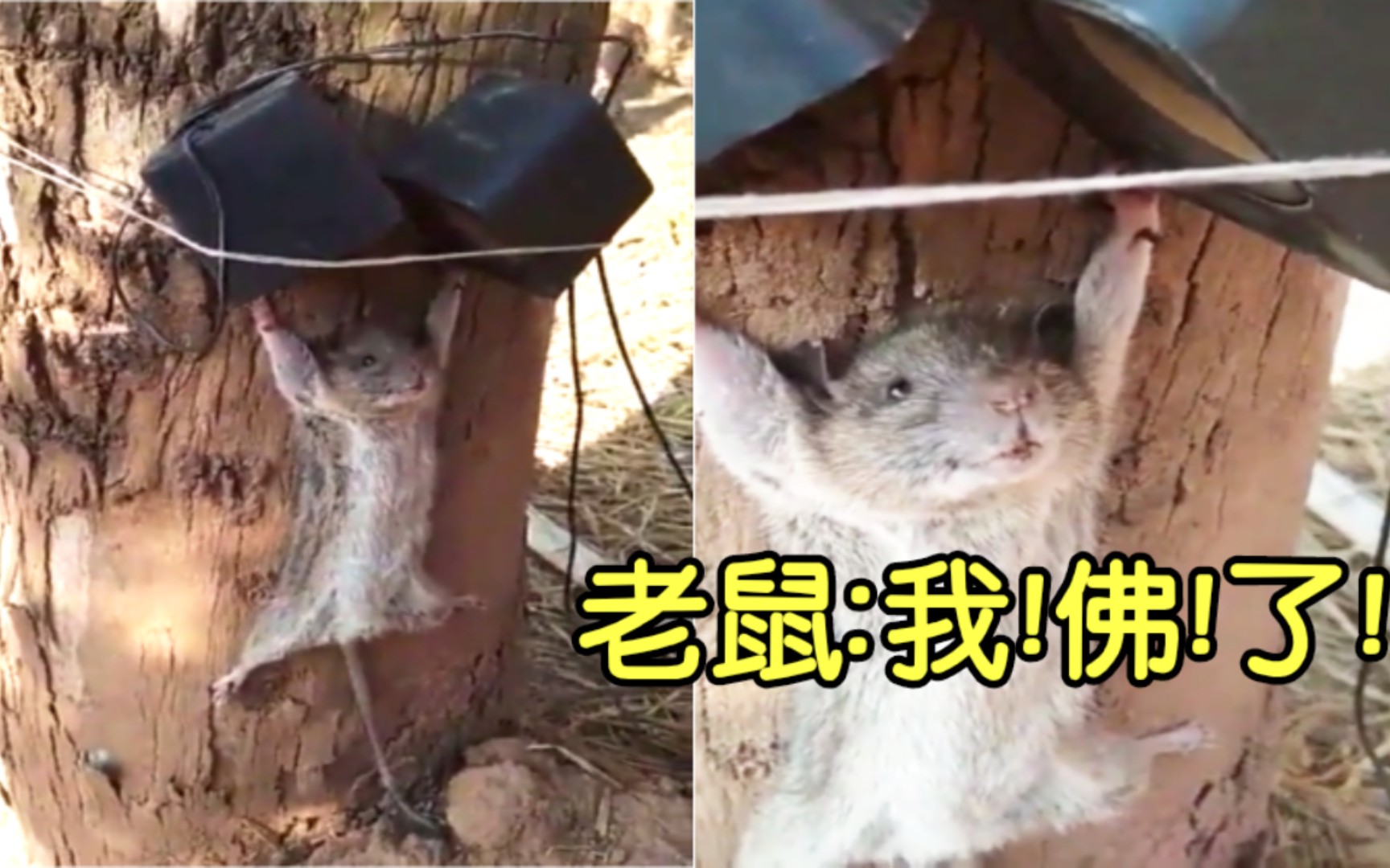 把老鼠绑起来放大悲咒听99ω9907老鼠我佛了别放了以后再也不偷