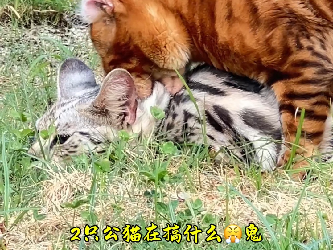 这只猫怎么gay里gay气的.哔哩哔哩bilibili