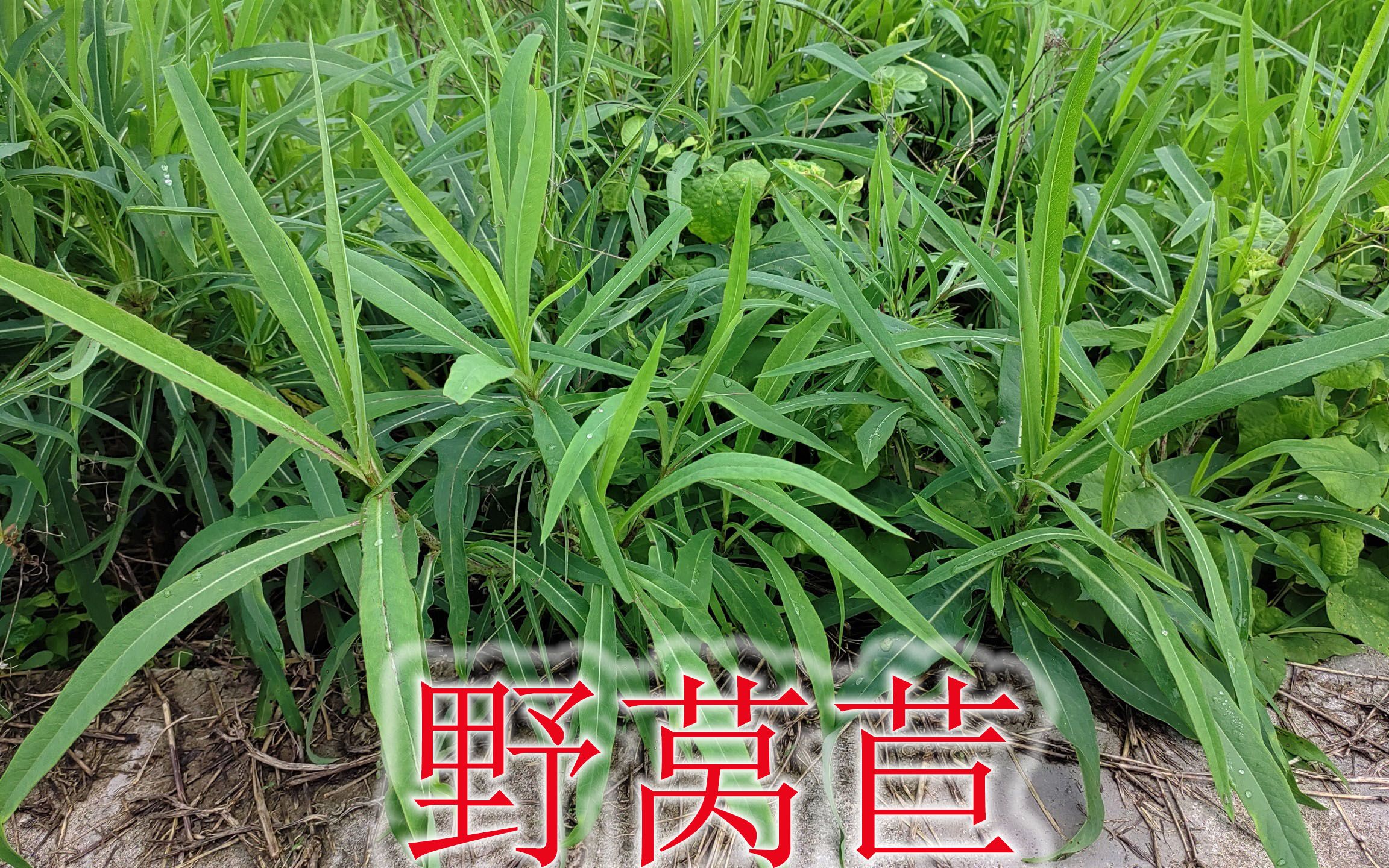 农村优质野菜“翅果菊”,植物别称“野莴苣”,用途与价值很珍贵哔哩哔哩bilibili