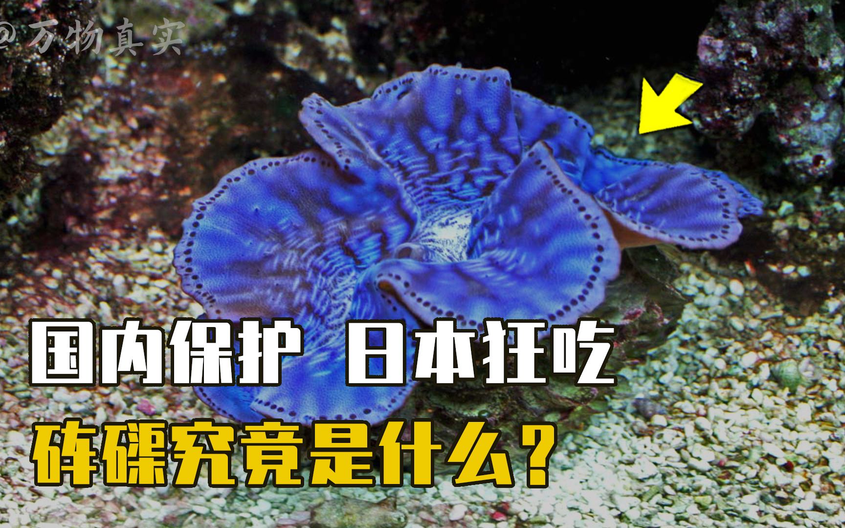 砗磲在国内是个宝,但在日本却被端上餐桌,砗磲究竟是什么?哔哩哔哩bilibili