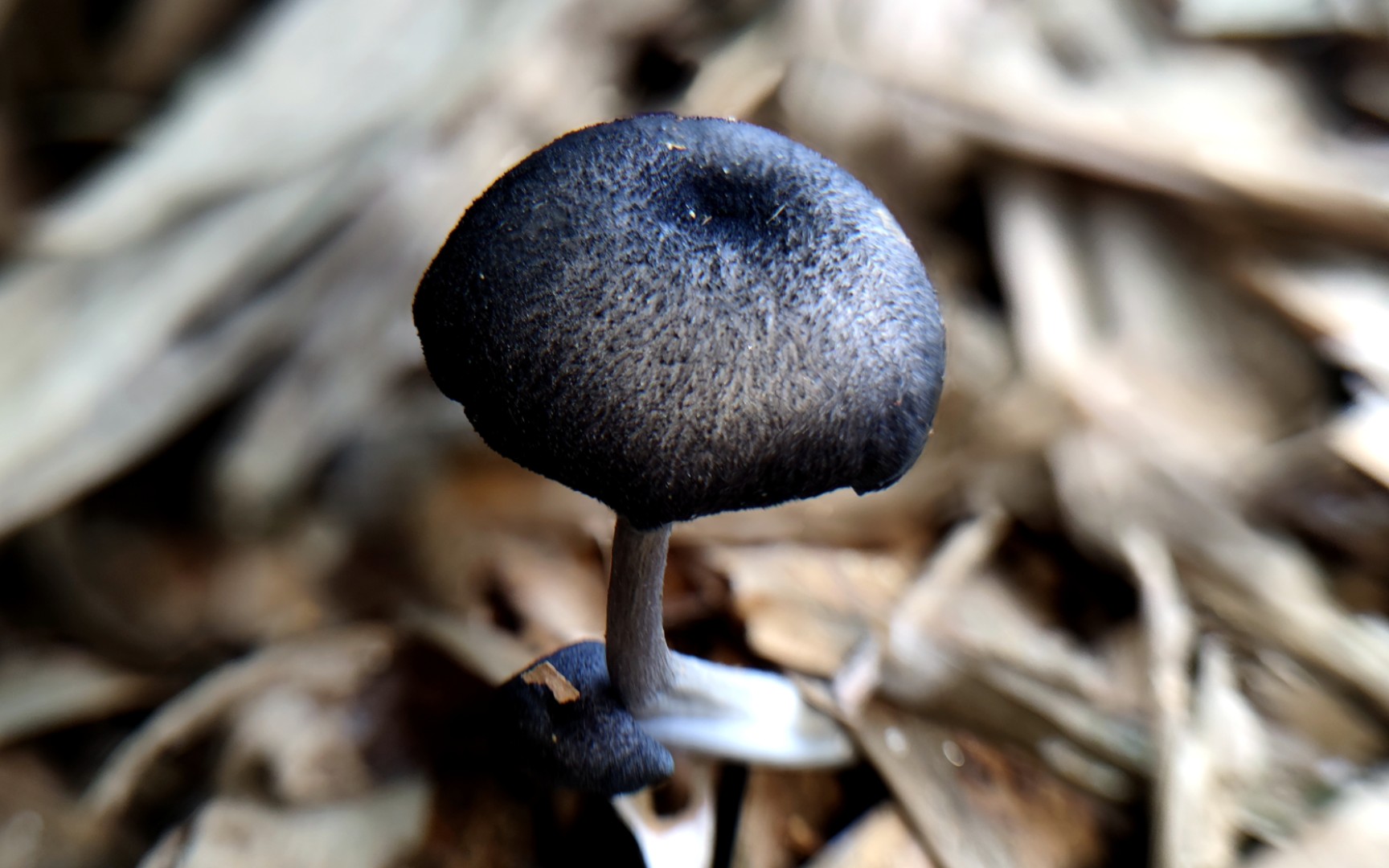 蓝鳞粉褶蕈——摄于广州黄麻村