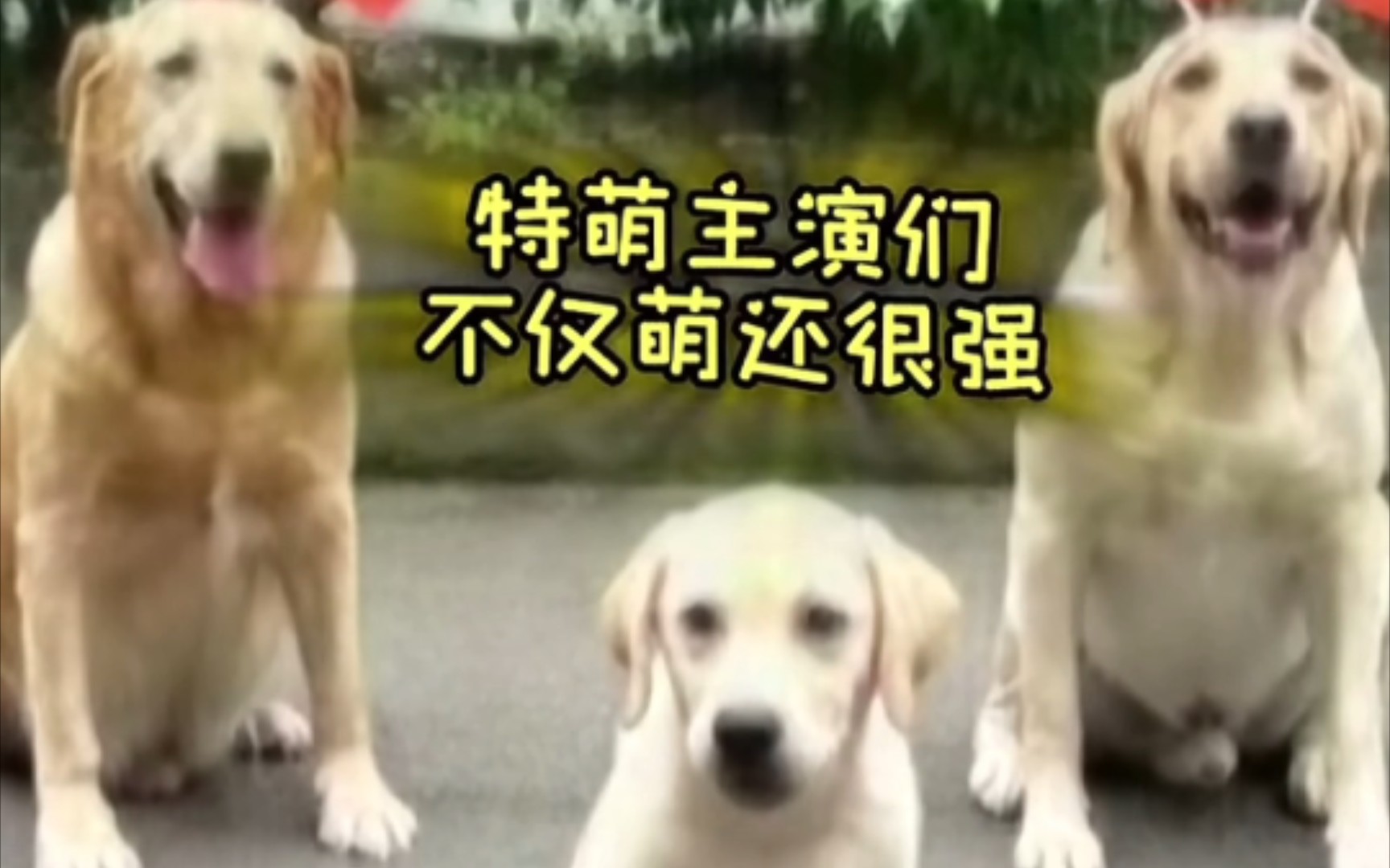 神犬电影图片