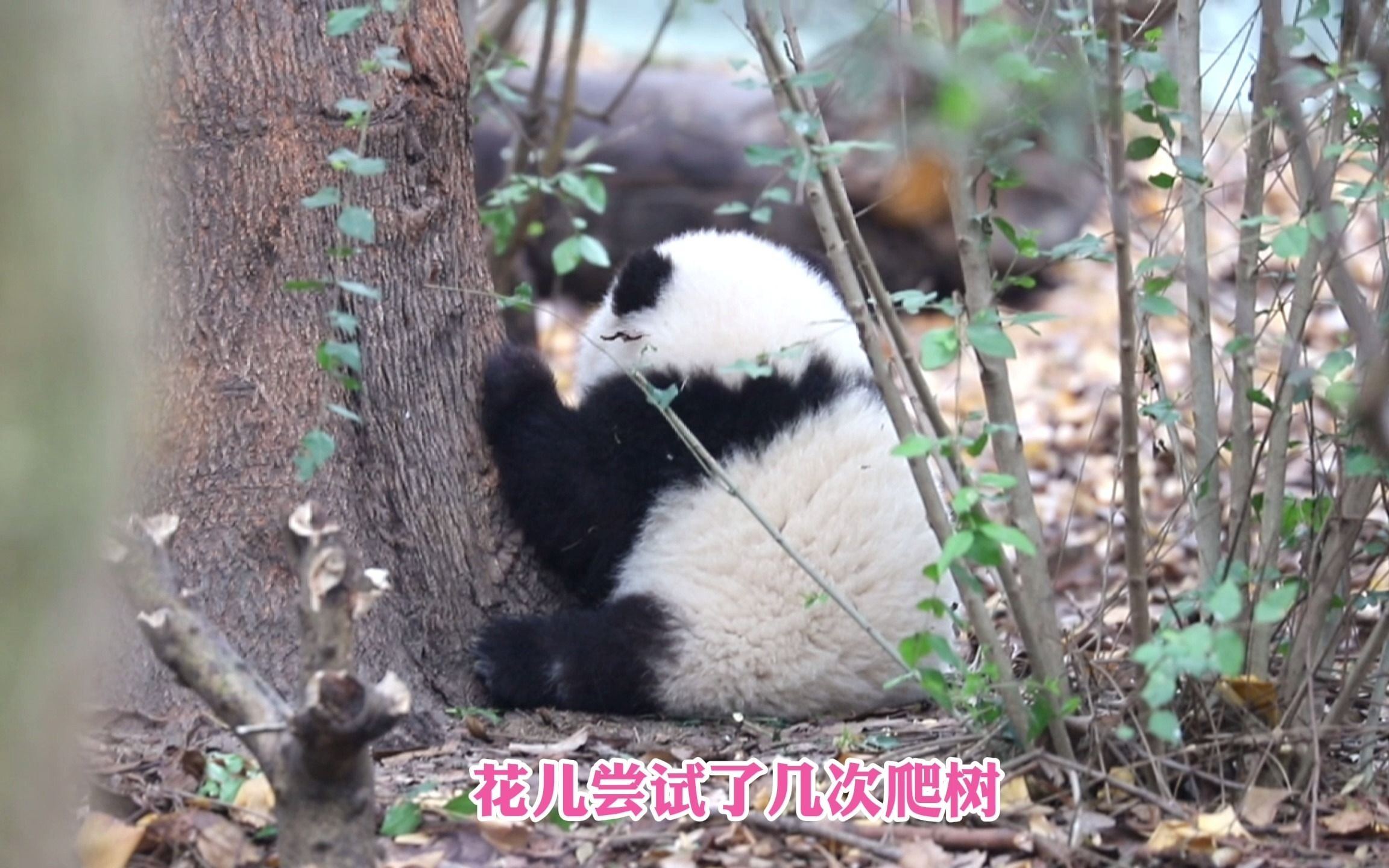 【大熊貓和花】花花很失落的坐在樹下發呆,小可憐樣兒喲_嗶哩嗶哩 (゜