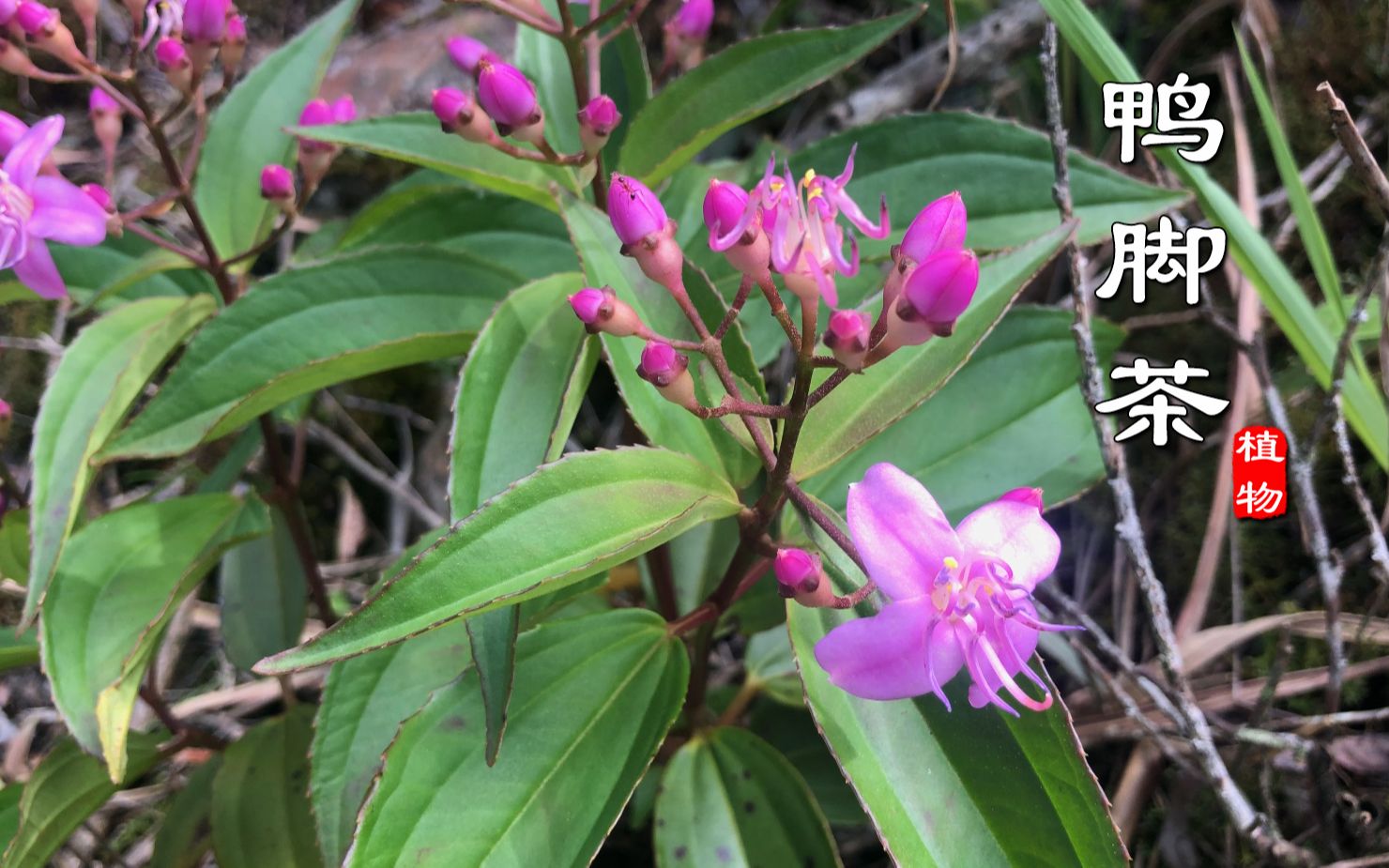 "鸭脚茶"别名又叫中华野海棠,山里很常见还实用!见到不要错过