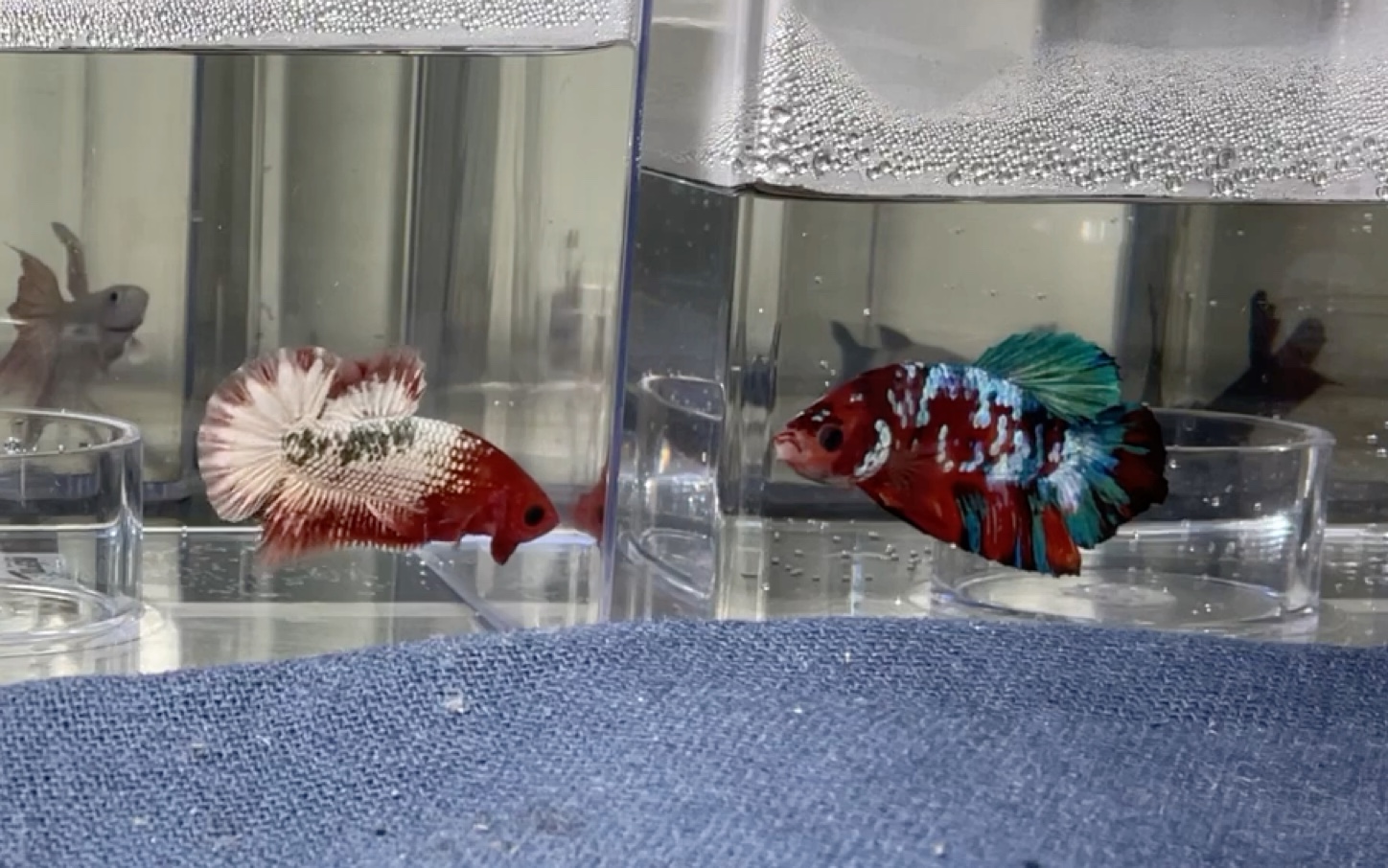 【泰国斗鱼】新到的越南秃头和碎星星河