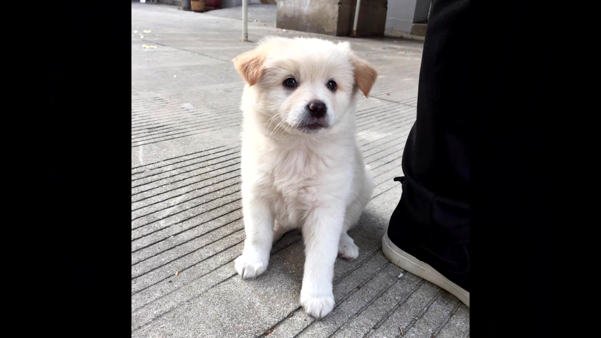 一个普通人养狗的第一年