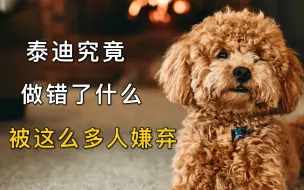 Download Video: 泰迪究竟做错了什么？被这么多人嫌弃