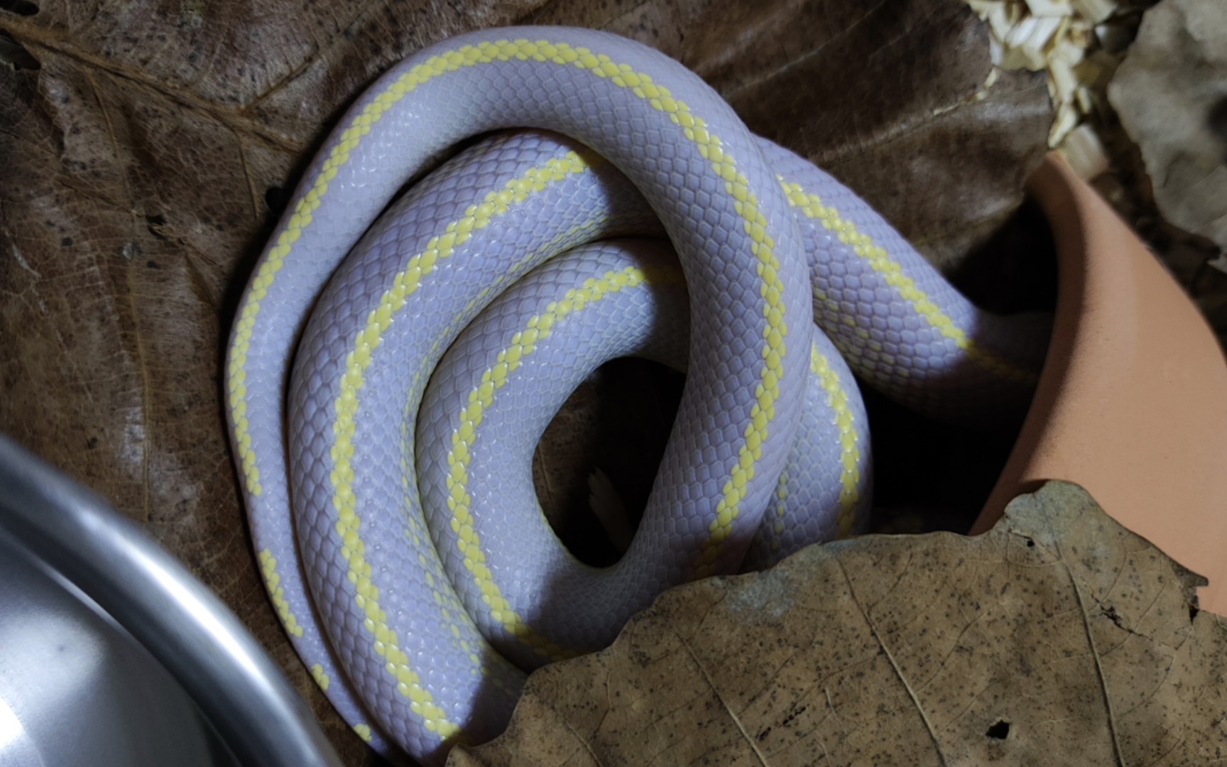 白化sd直线王蛇图片