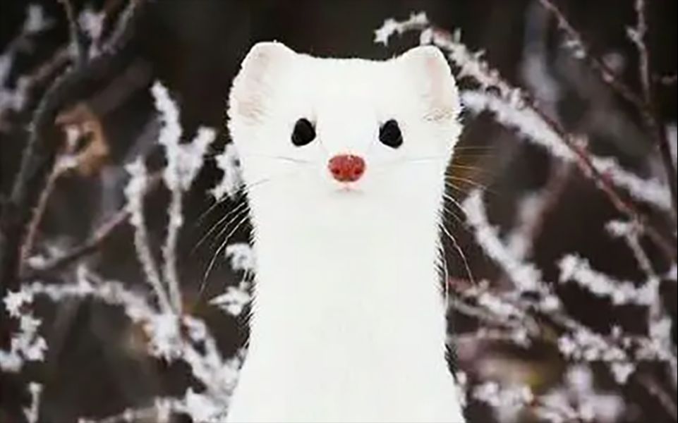 【雪原动物】"它们才是盛世美颜的雪原精灵"