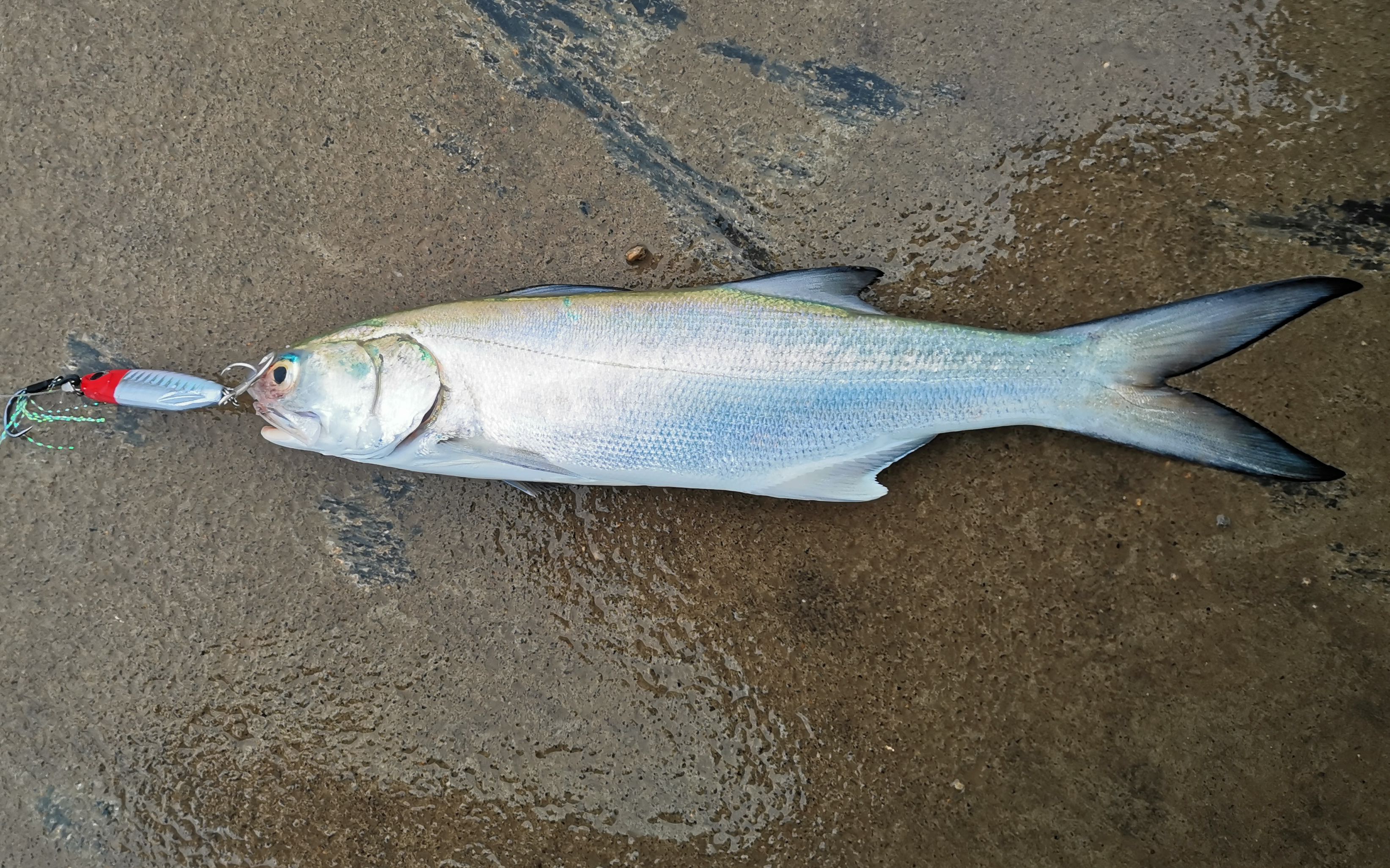 防波堤岸投铁板路亚马友鱼