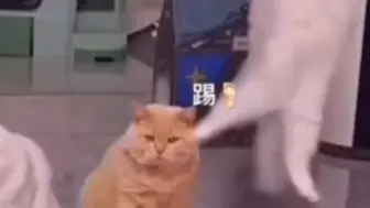 Télécharger la video: 哈基米tv之全是笨猫