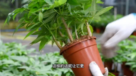 植物盆栽:五福发财树哔哩哔哩bilibili