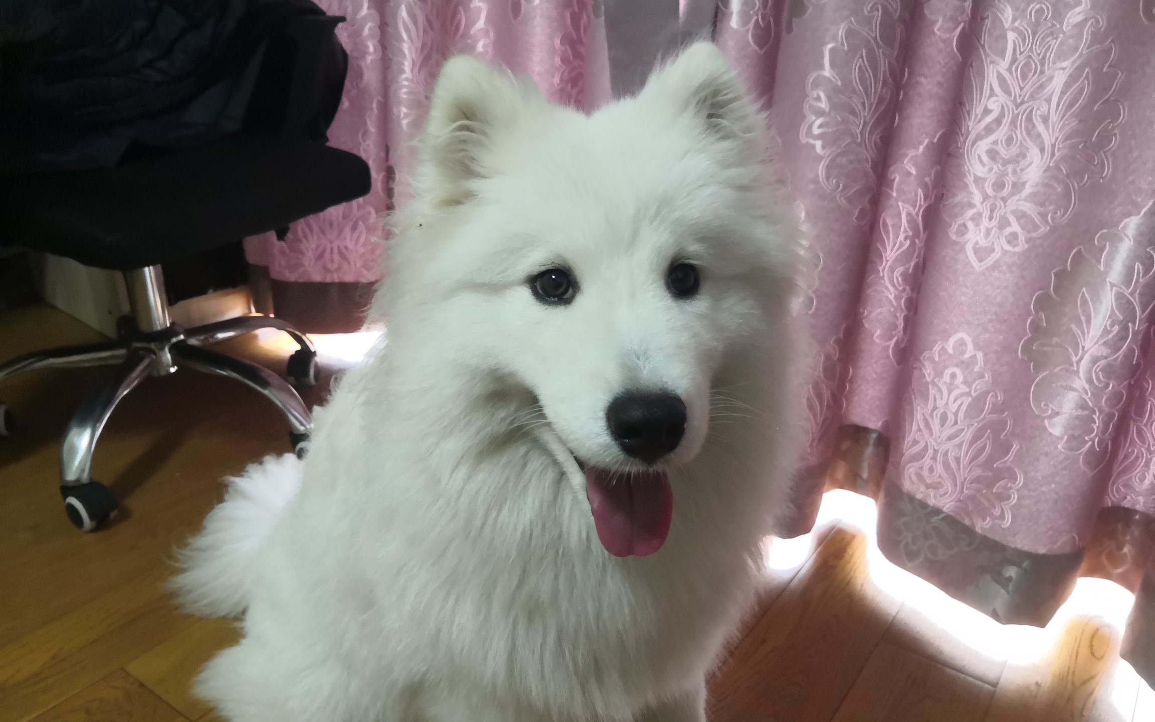 萨摩耶银狐犬一起过情人节_哔哩哔哩 (゜-゜)つロ 干杯~-bilibili