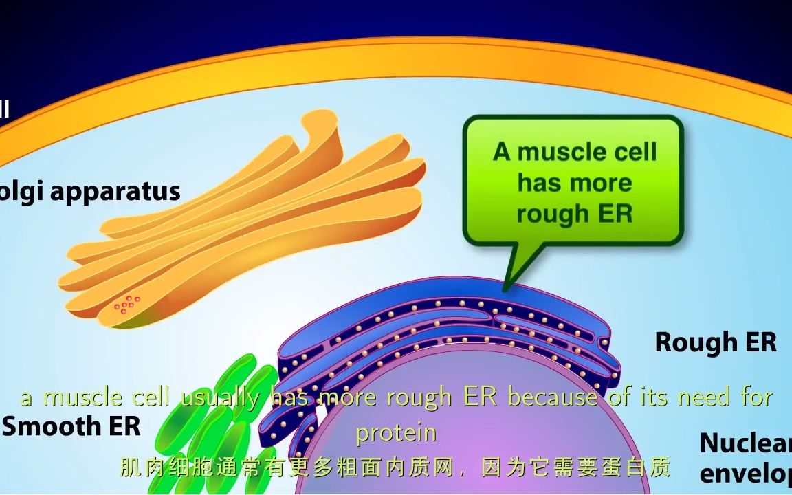 内膜系统 The Endomembrane System[熟肉]哔哩哔哩bilibili