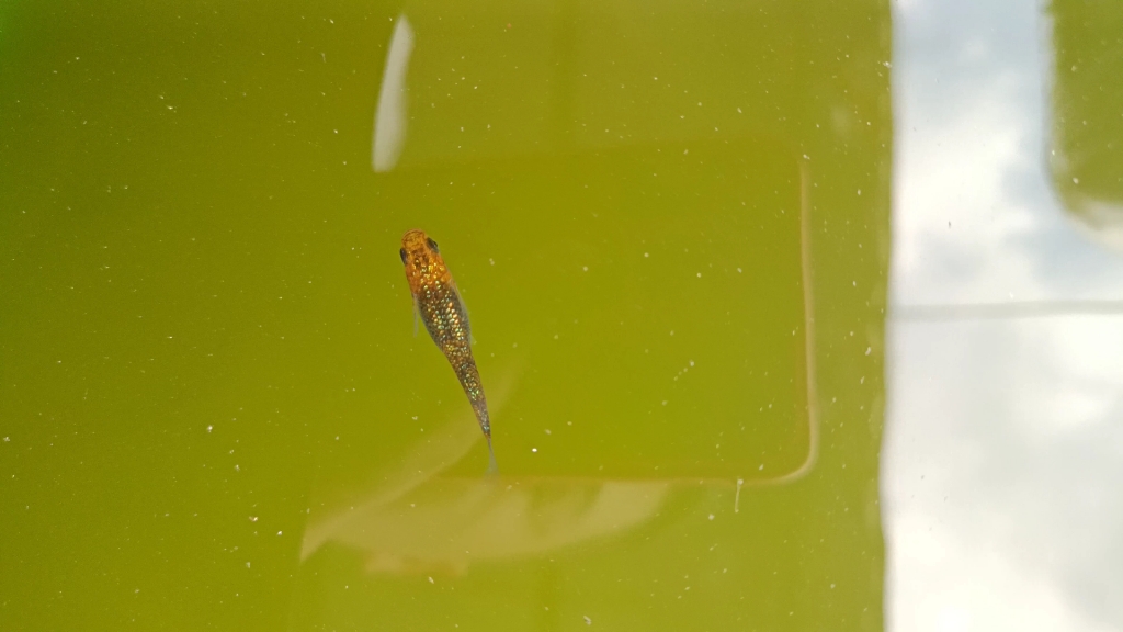 活动作品今日份的小肥鱼