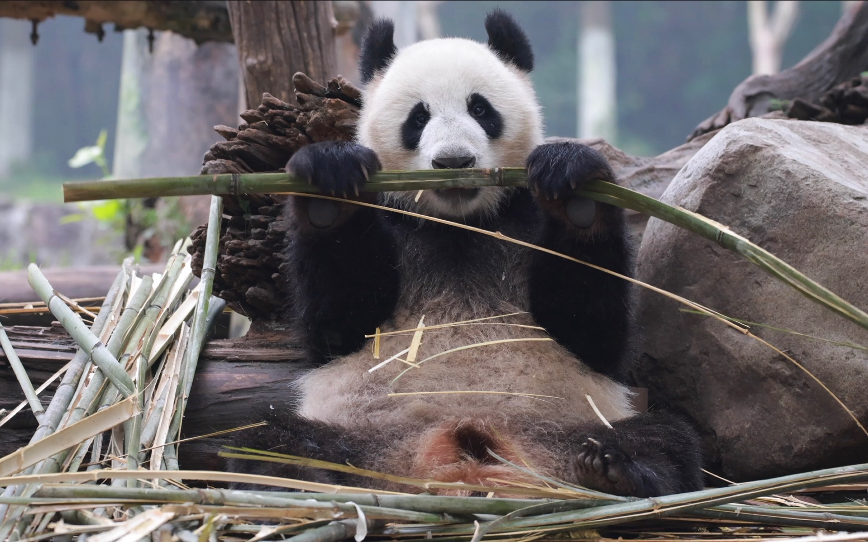 巢天骄:窝的快乐是认真干饭,吃得香【大熊猫巢天骄】