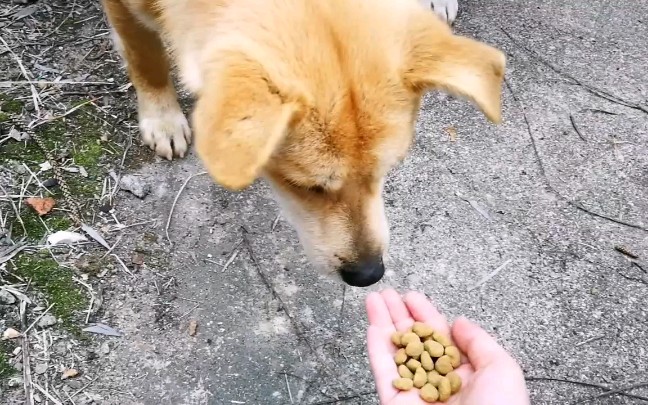 以前学校的流浪狗,投食