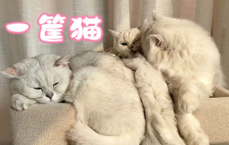 猫之大,一筐三个装不下!哔哩哔哩bilibili