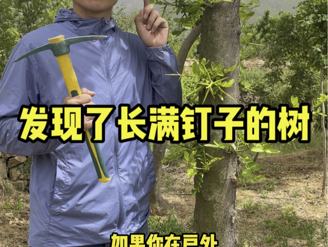 发现长满钉子的树