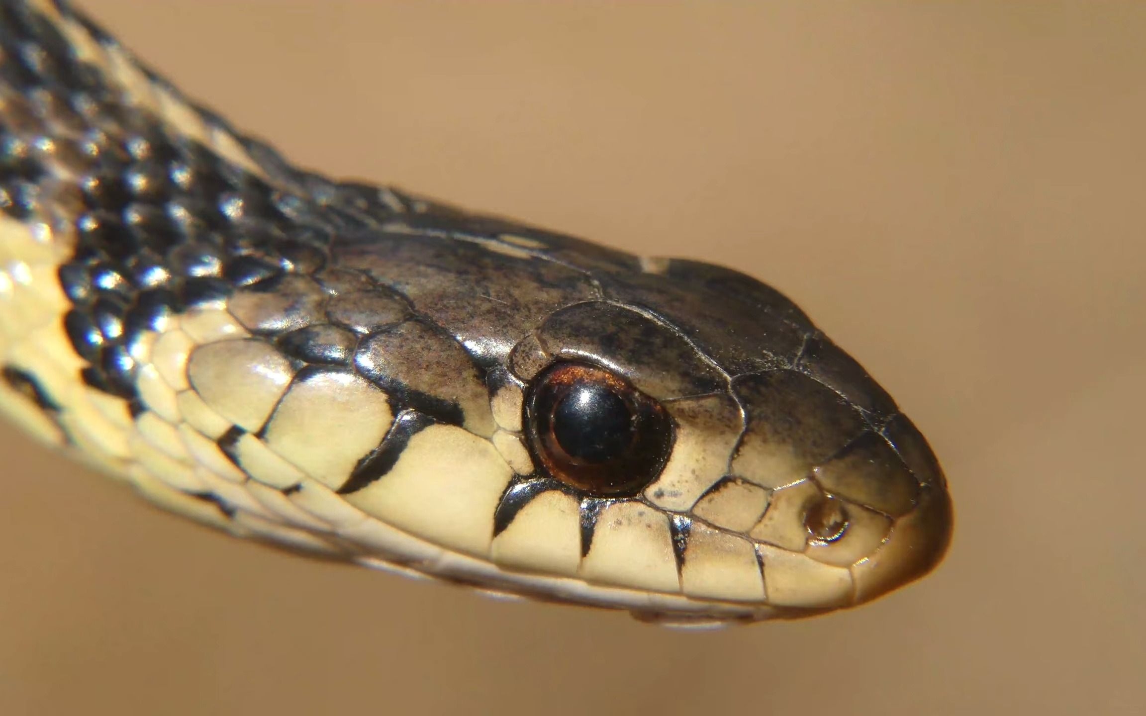 关于东部束带蛇你所想了解的一切