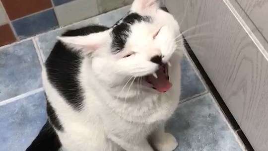 猛兽系列之血盆大口