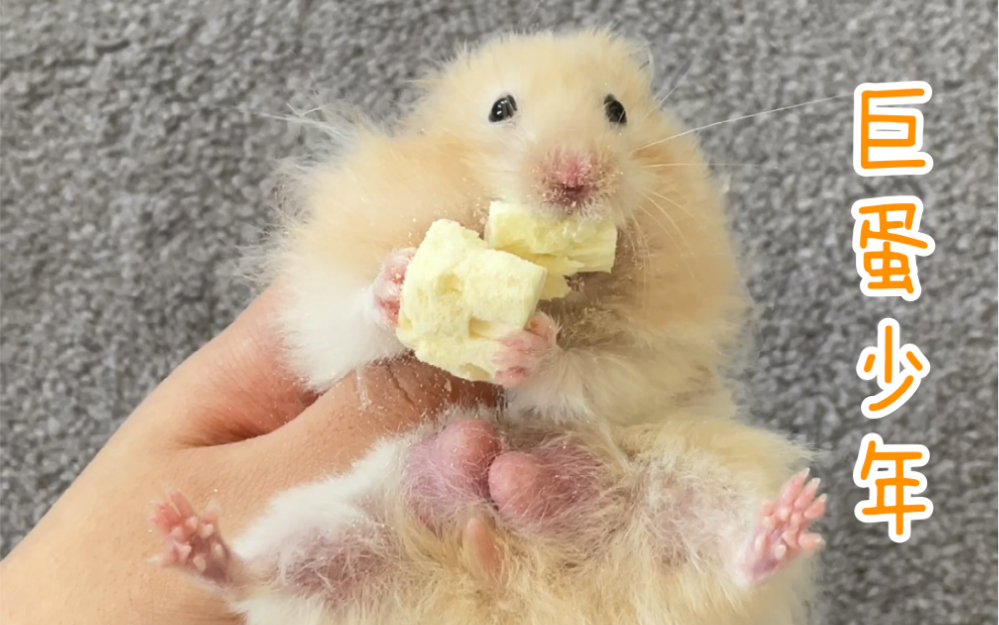 活动作品快乐爪爪仓鼠熊大巨蛋少年大战冻干豆腐