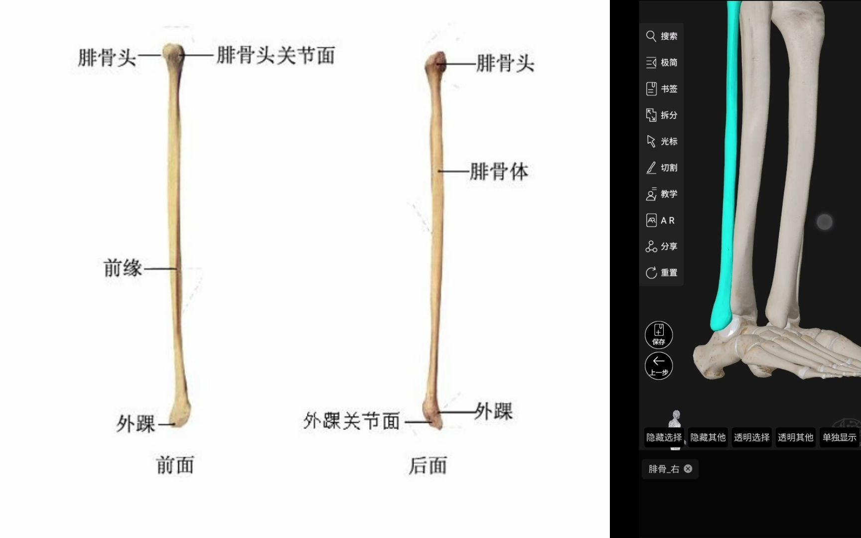 运动解剖基础知识 运动系统 (1) 自由下肢骨 小腿骨 胫骨 腓骨哔哩哔哩bilibili