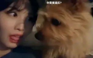 Скачать видео: 《平井桃》 能把自己的狗🐶整抑郁😏 BOO：这人什么档次？竟然学我做一样的动作？笑发财了 😂😂😂