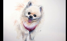 水彩动物教程 水彩画一只萌萌的博美犬 哔哩哔哩 Bilibili 水彩动物教程 水彩画一只萌萌的博美犬 哔哩哔哩 Bilibili