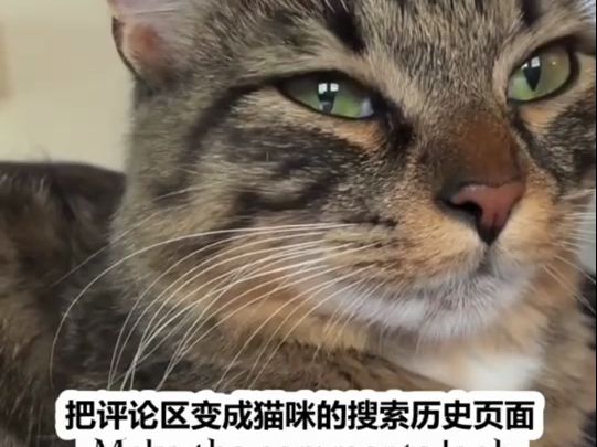 小猫咪上网会搜索什么呢?哔哩哔哩bilibili